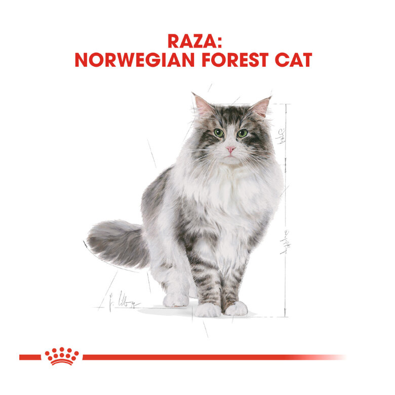 Royal Canin Adult Bosques da Noruega Ração para gatos, , large image number null